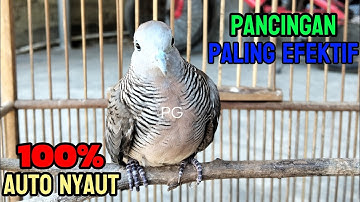 Perkutut Lokal Gacor RAJA PIKAT Ahlinya Bikin Semua Burung Perkutut Nyaut