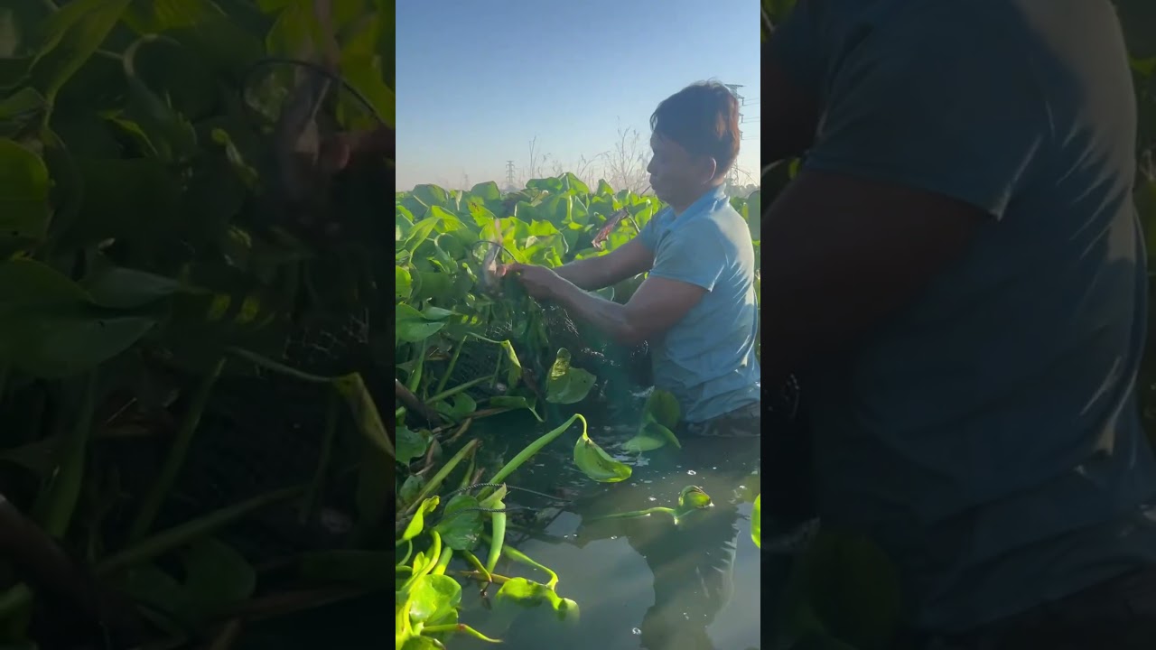 Catch fish from the net one by one 