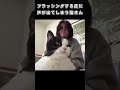ブラッシングする度に声が出てしまう猫さん