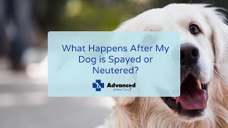 What Happens After My Dog is Spayed or Neutered?
