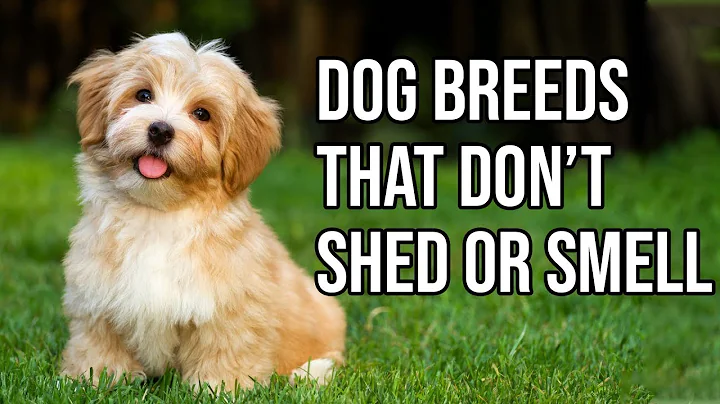 Top 10 Dog Breeds That Don't shed or smell | Small Dog Breeds That Don't Shed - DayDayNews