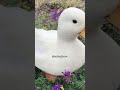 Duck fy fyp tiktok artist creative craft aesthetic art shorts short shortduck