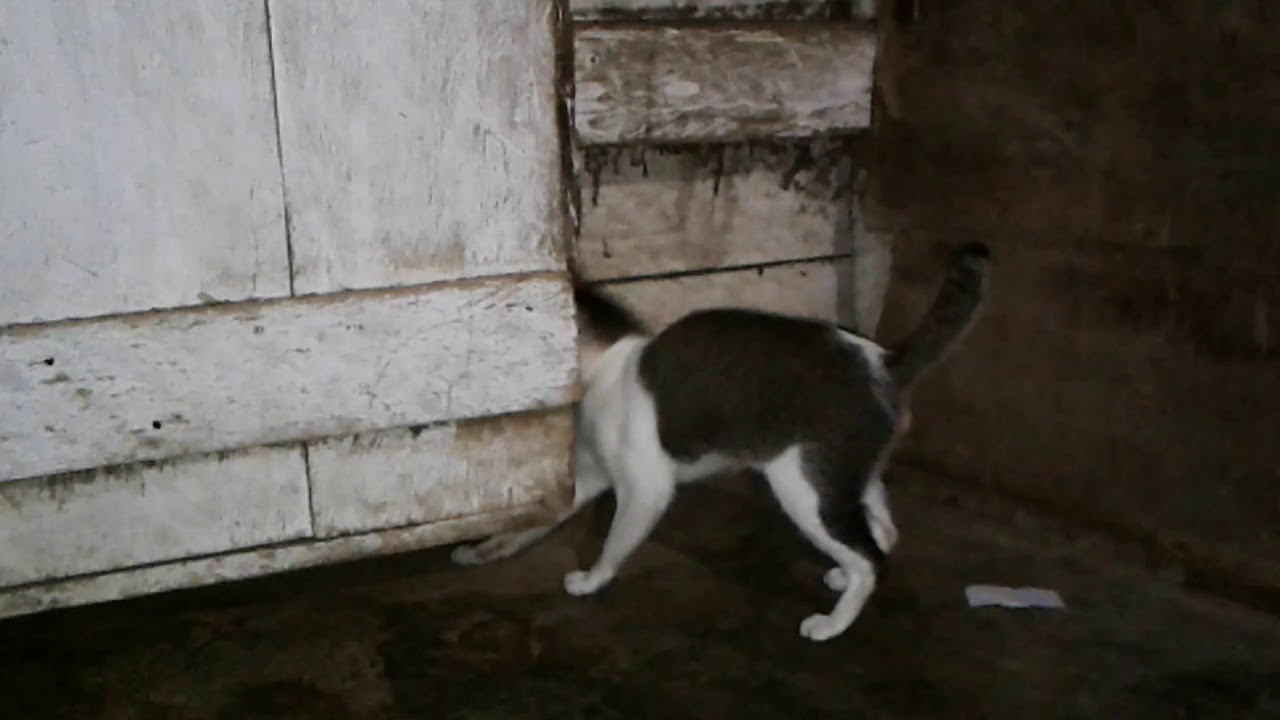 Film Kucing Youtube