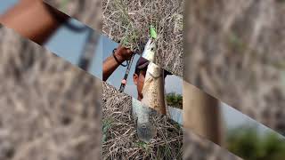 Knangan Pleus Pajangan