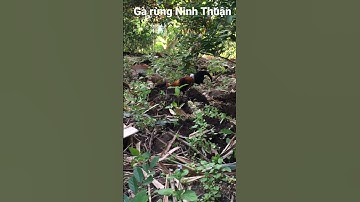 Gà rừng mùa sinh sản