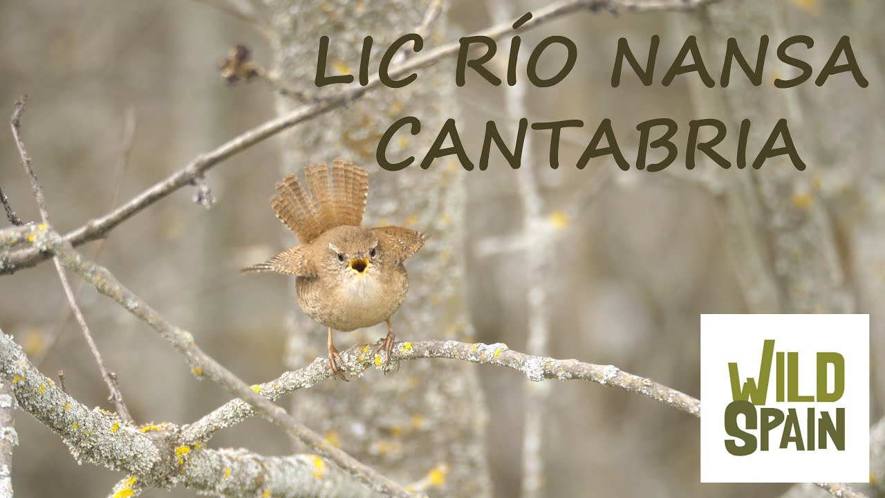 Wild Spain - Capítulo 54 - LIC Río Nansa, Cantabria.
