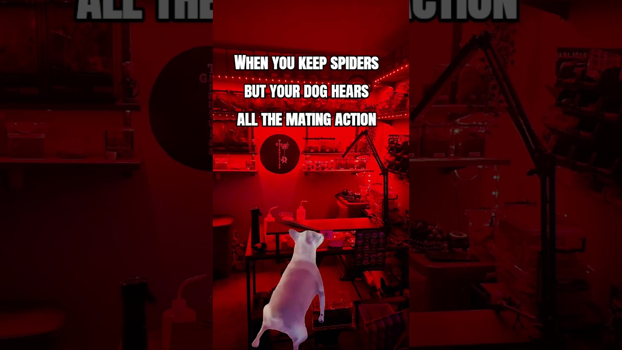 When you got to throw some shapes! #fypage #shortsyoutube #spiders #tarantula #funny