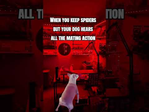 When you got to throw some shapes! #fypage #shortsyoutube #spiders #tarantula #funny