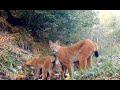 Rajakaamera Bushnell. Border camera. Ilvesepere.Family of Lynxes.