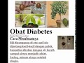 Biji Alpukat Obat Diabetes Biji Alpukat Obat Diabetes