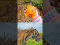 Learn Animal Names for Kids at the Stream: Hippo Tiger Panda Alpaca Zebra
