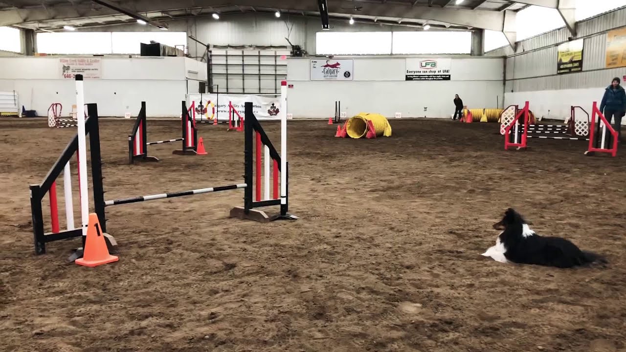 hyper hounds shelties