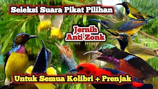 Download Lagu Sogon Ribut, Pikat Sogon Paling Ampuh \u0026 Pikat Prenjak Kepala Merah,Sogon Gacor, Korlap, Kemade,Konin MP3 Download Lagu Sogon Ribut, Pikat Sogon Paling Ampuh \u0026 Pikat Prenjak Kepala Merah,Sogon Gacor, Korlap, Kemade,Konin MP3