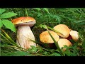 Зачарований ліс Білими грибами.Білі гриби 2020
