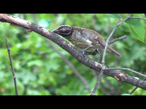Rose-Breasted Grosbeak Call Female 1 HQ HD