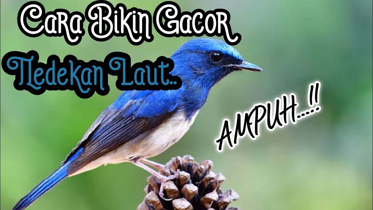 Terapi kicau | Masteran Tledekan Laut nyuling panjang...!! | YW Channel
