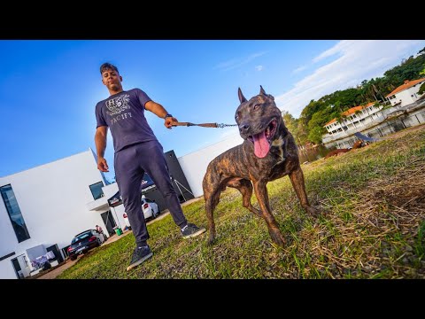 Vídeo: Alergia ao glúten em cães