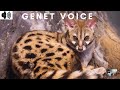 GENET VOICE GENETTA AFRICAN CARNIVOROUS COMMON GENET IBERIAN PENINSULA ITALY TRIZZLER GENET VOICE GENETTA AFRICAN CARNIVOROUS COMMON GENET IBERIAN PENINSULA ITALY TRIZZLER