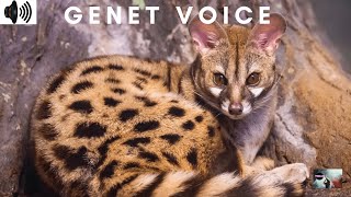 Genet Voice Genetta African Carnivorous Common Genet Iberian Peninsula Italy Trizzler