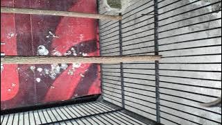 burung cucak kopi sumatra