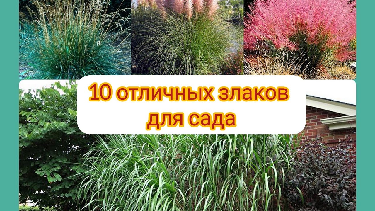 Декоративные злаки для сада. Однолетние и многолетние злаки для сада ...
