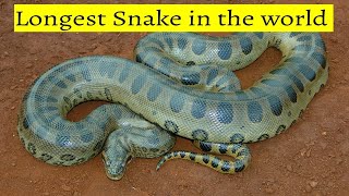 Top 10 Longest Snakes in the world|दुनिया के 10 सबसे लंबे और बड़े सांप|STLK||