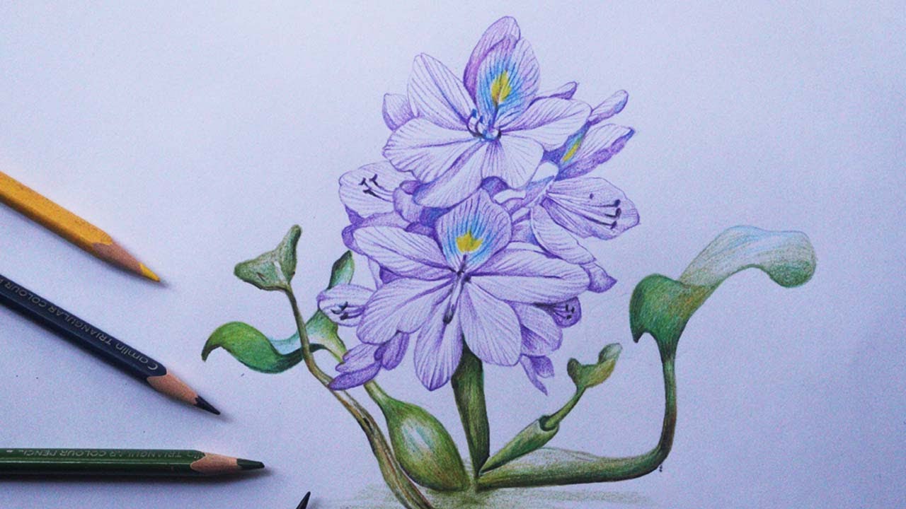 Green water hyacinth illustration, Lotus Cars Lotus Elise Lotus Elan  Nelumbo nucifera, Great hand-painted lotus background, watercolor Painting,  ink png | PNGEgg