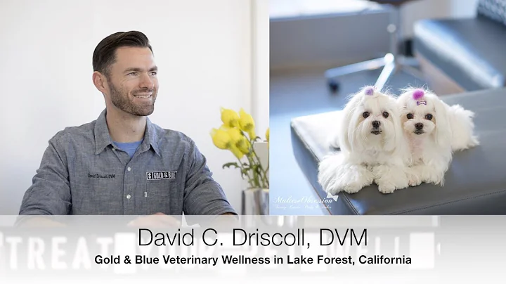 Maltese Health - Ask Dr. David Driscoll from Gold and Blue Wellness QandA with Maltese Obsession - DayDayNews