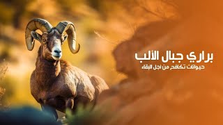 براري جبال الألب حيوانات تكافح من أجل التأقلم مع التغيّرات المناخية | كويست عربية Quest Arabiya