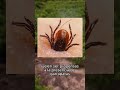 ¡Las garrapatas son vectores de la enfermedad de Lyme! 🕰️🕷️ Descubre cómo protegert...