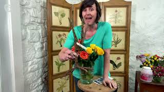 Cottage Farms - Pianta viva di rosa Rio Samba, 1 pezzo, su QVC screenshot 5