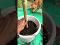 Avoid Yellow Leaves: Ultimate Guide to Repotting Without Stress