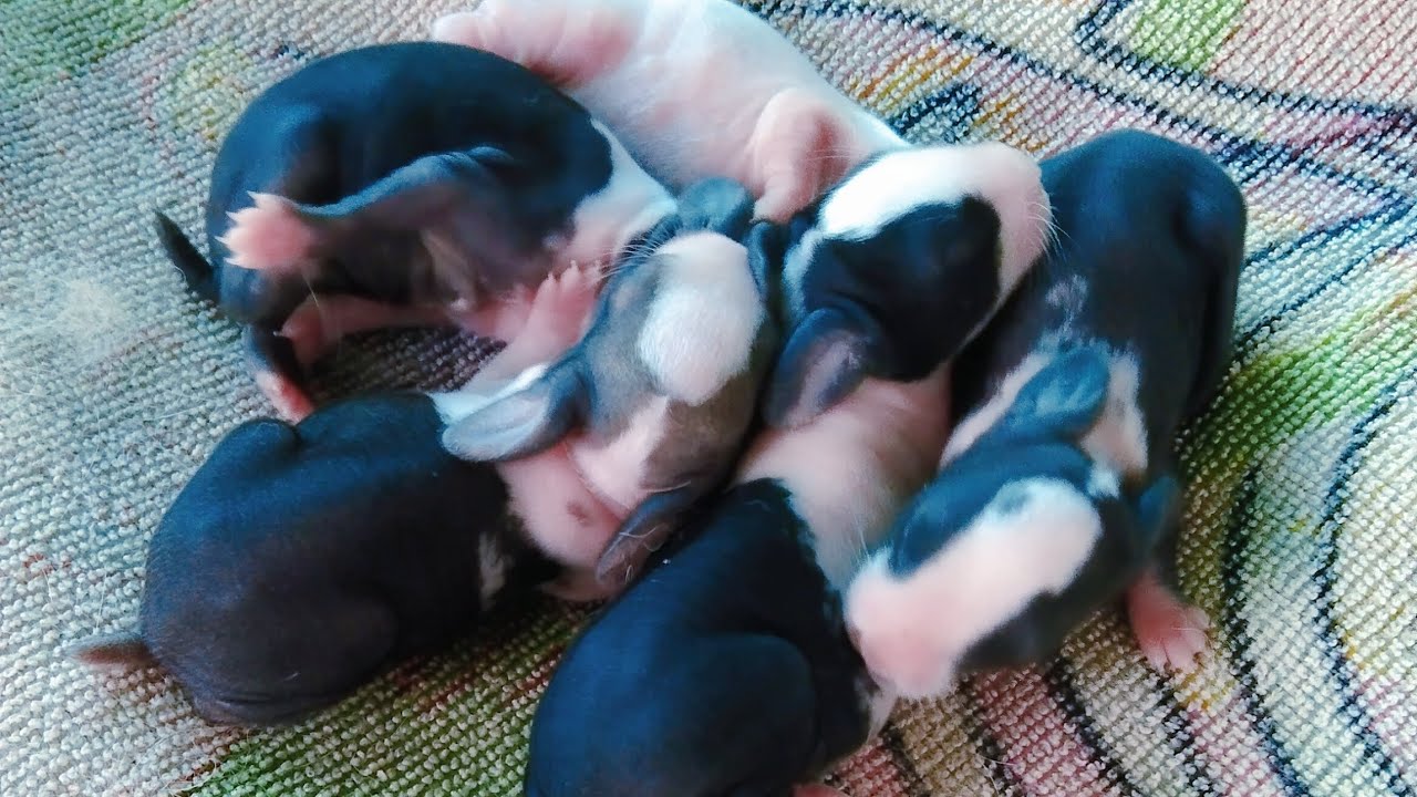 Baby rabbits are just two days old🐇🥰🐇🐇 ️🥰 - YouTube