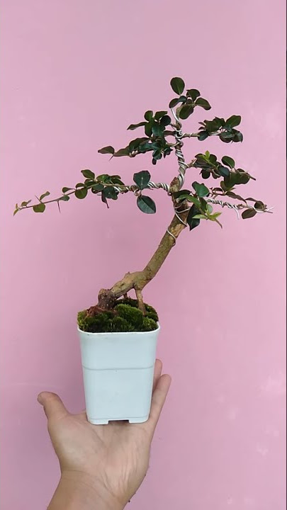 mame kaliage/sisir  #shorts #kaliage #bonsai #bonsaisisir #bonsaikaliage