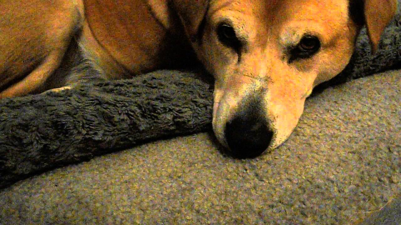 Fuji AX200 camera test Goldie Sepe