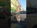 APT Versi in the car owl dancing