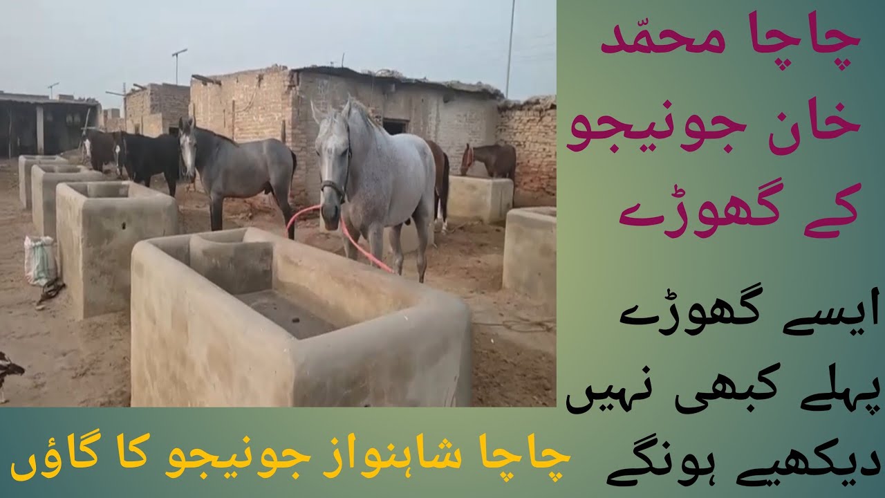 Cha Cha Shahnawaz Junejo Ka Village Aur Cha Cha Muhammad Khan Junejo K