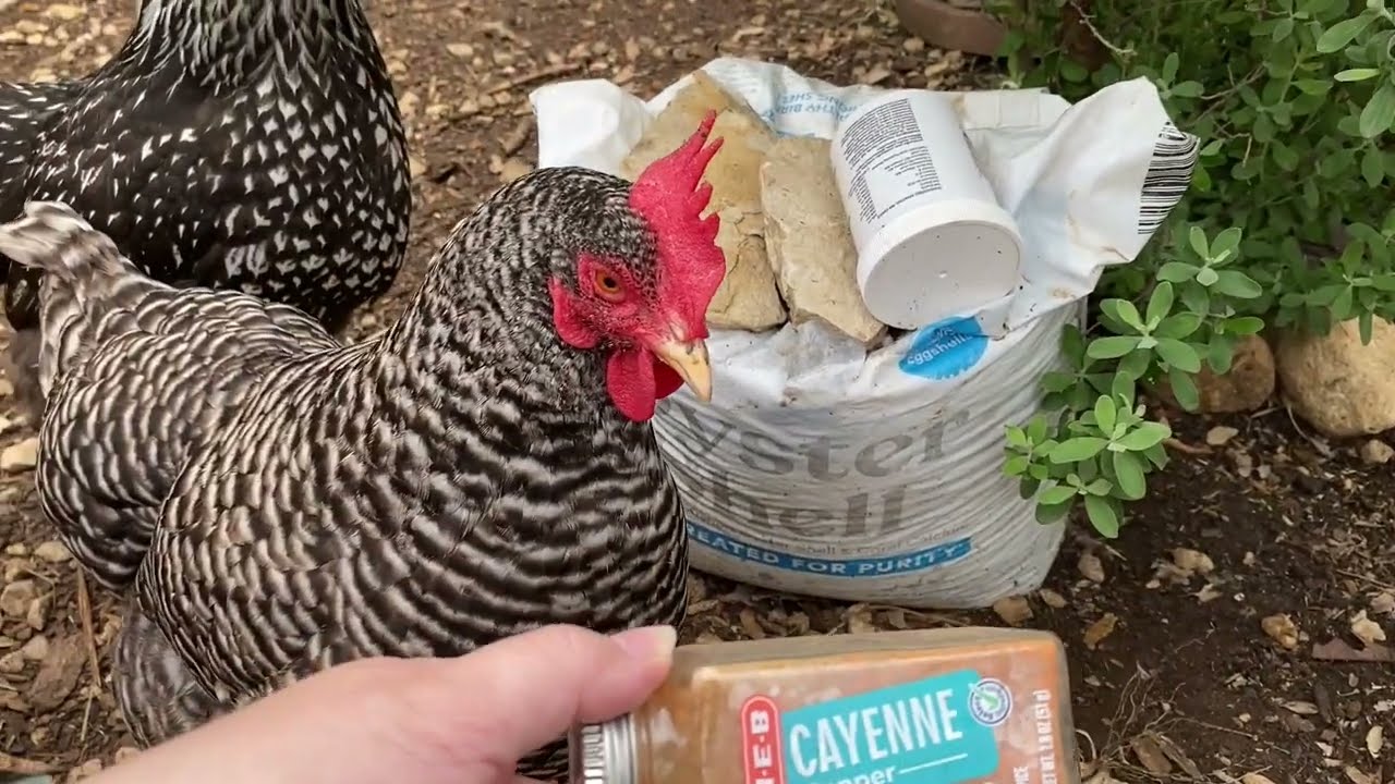 How Much Should I Feed My Chickens? — Chickens in a Minute Video - Backyard  Poultry