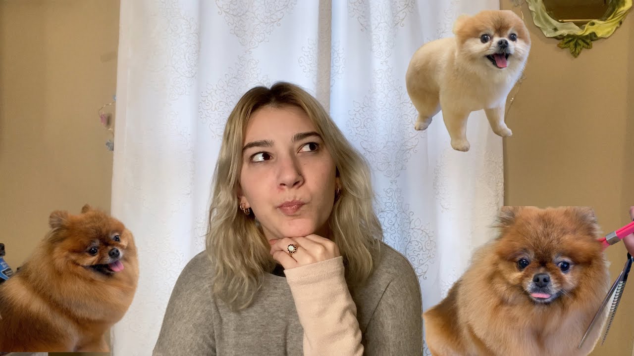 Dog Grooming How to Groom a Pomeranian / Pomeranian Bear Cut YouTube