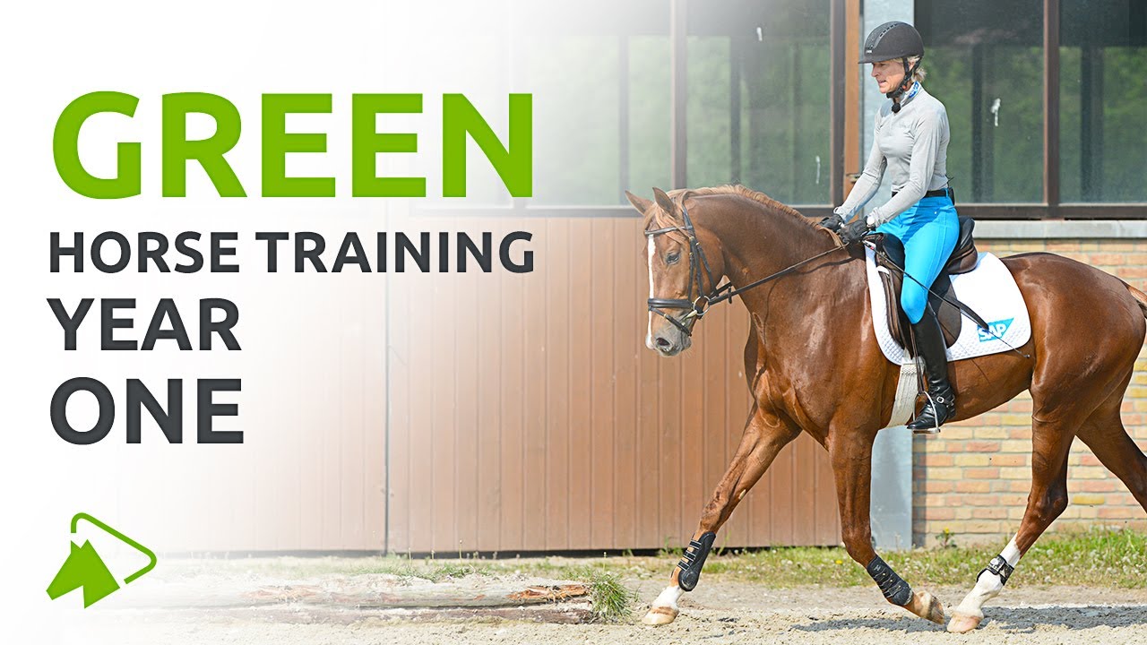 How to Train a Young Horse First Year if Basic Training with Ingrid
