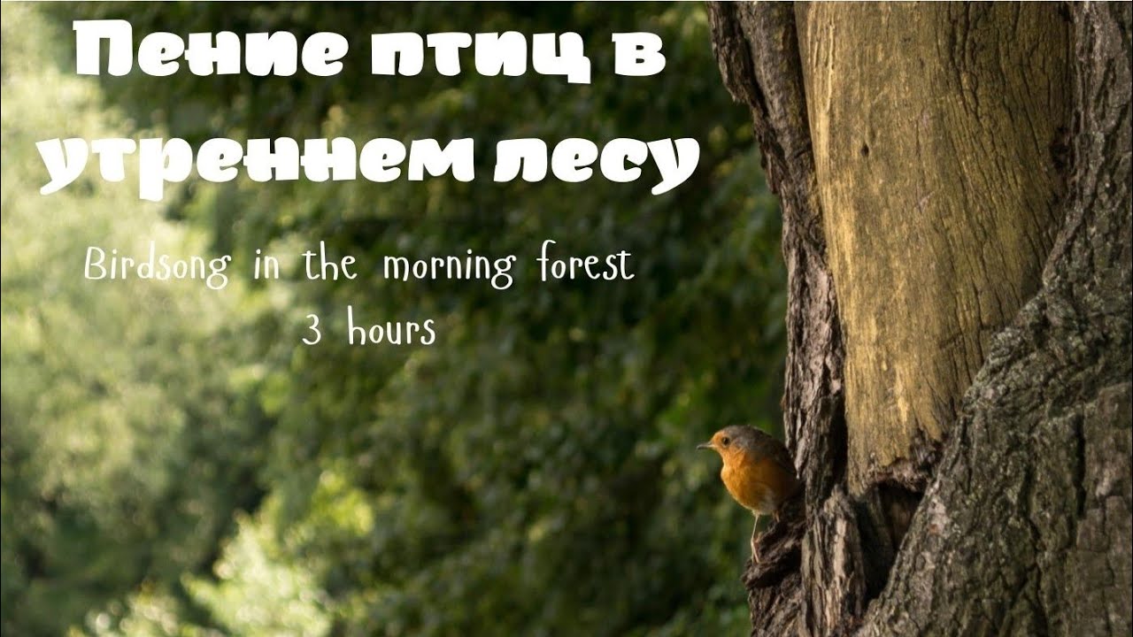 Звуки природы шум леса пение птиц - Sounds of nature Birdsong Forest Noise 256 Kbps.