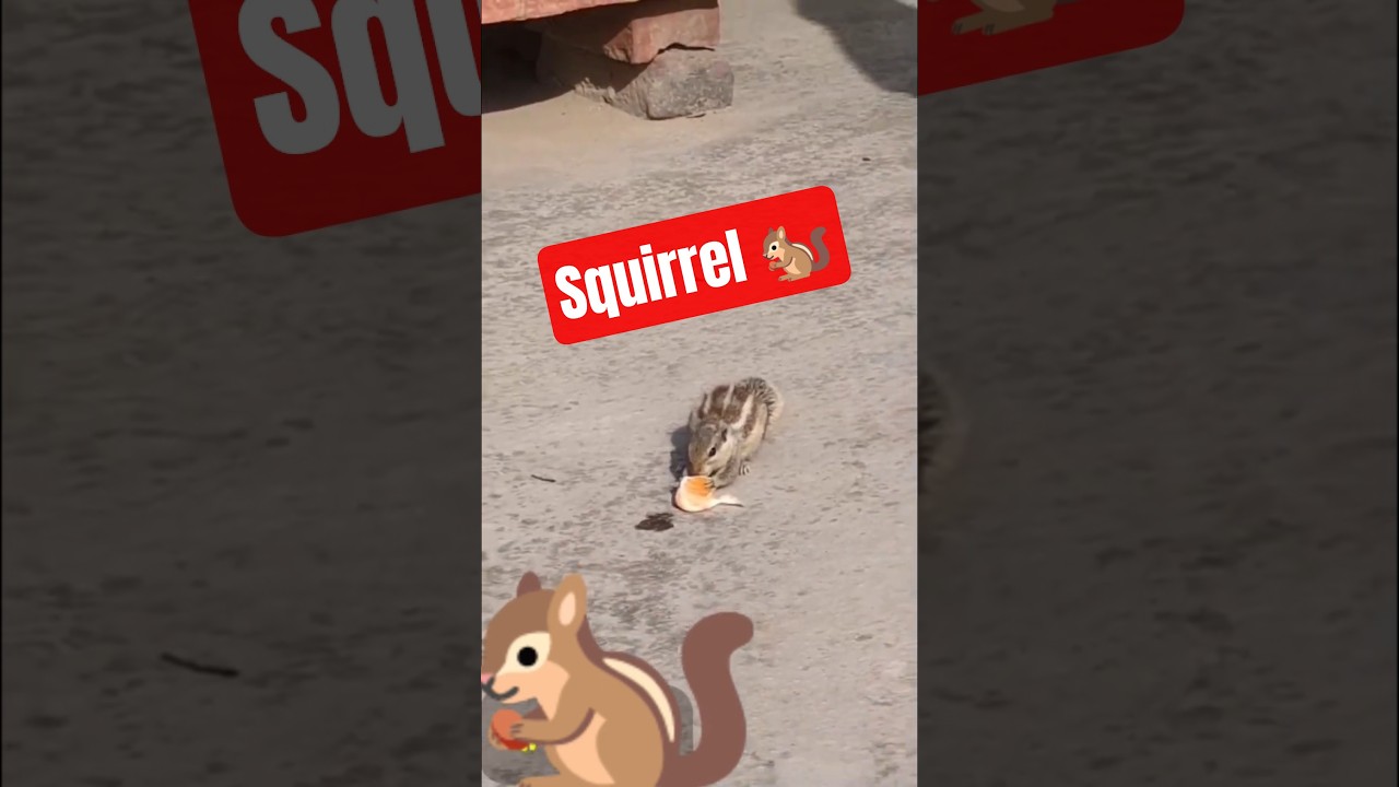 squirrel🐿️ 