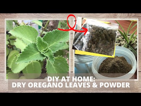 DRYING OREGANO LEAVES & MAKING OREGANO POWDER AT HOME