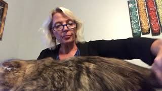 Persian breed presentation by Pam DeGolyer 8 views 3 years ago 5 minutes, 34 seconds