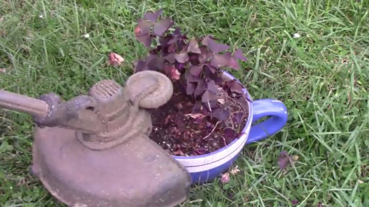 When To Prune Lavender Grow Beautifully When To Prune Lavender Grow Beautifully