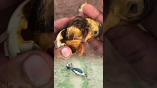 Carefully helping a duckling hatch from its egg 🐣💛 #Duckling #Hatching #AnimalCare #Nature