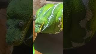 Emerald Tree Boa (Corallus caninus) #snake