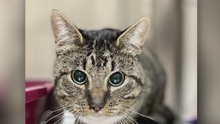 Second Chance Pets: Meeko