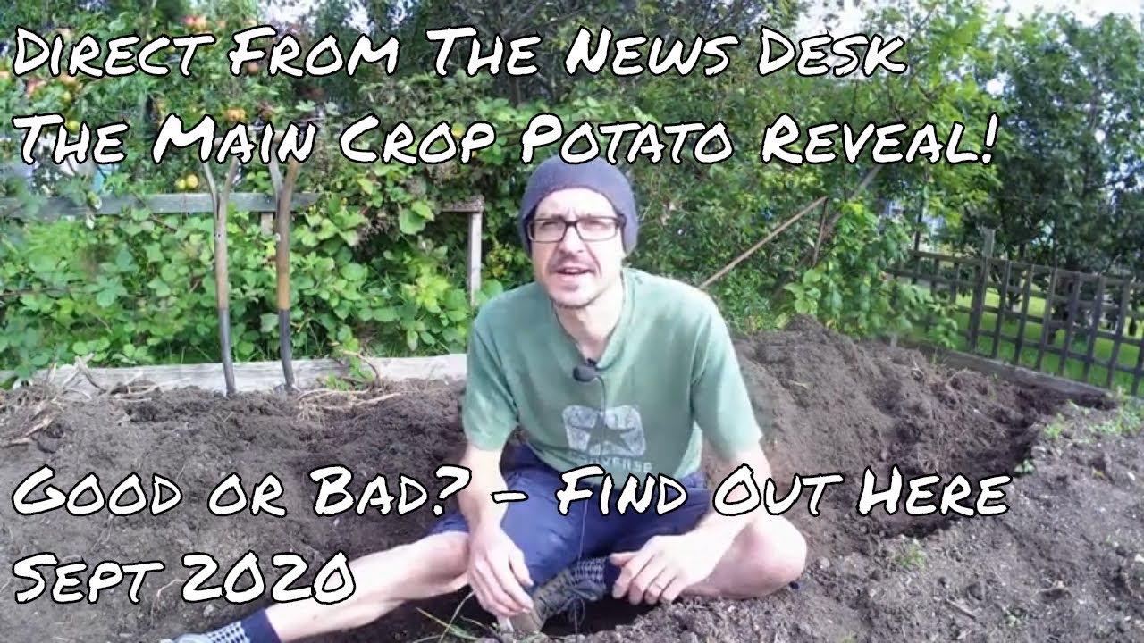 Main Crop Potato Harvest King Edward and Maris Piper September 2020