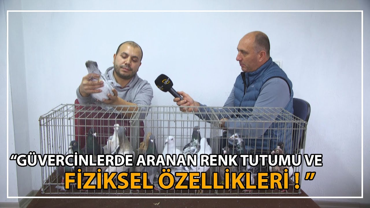 Neden Posta Güvercinleri Bakılmalı? / Posta Güvercinlerinin Fiziksel Özellikleri